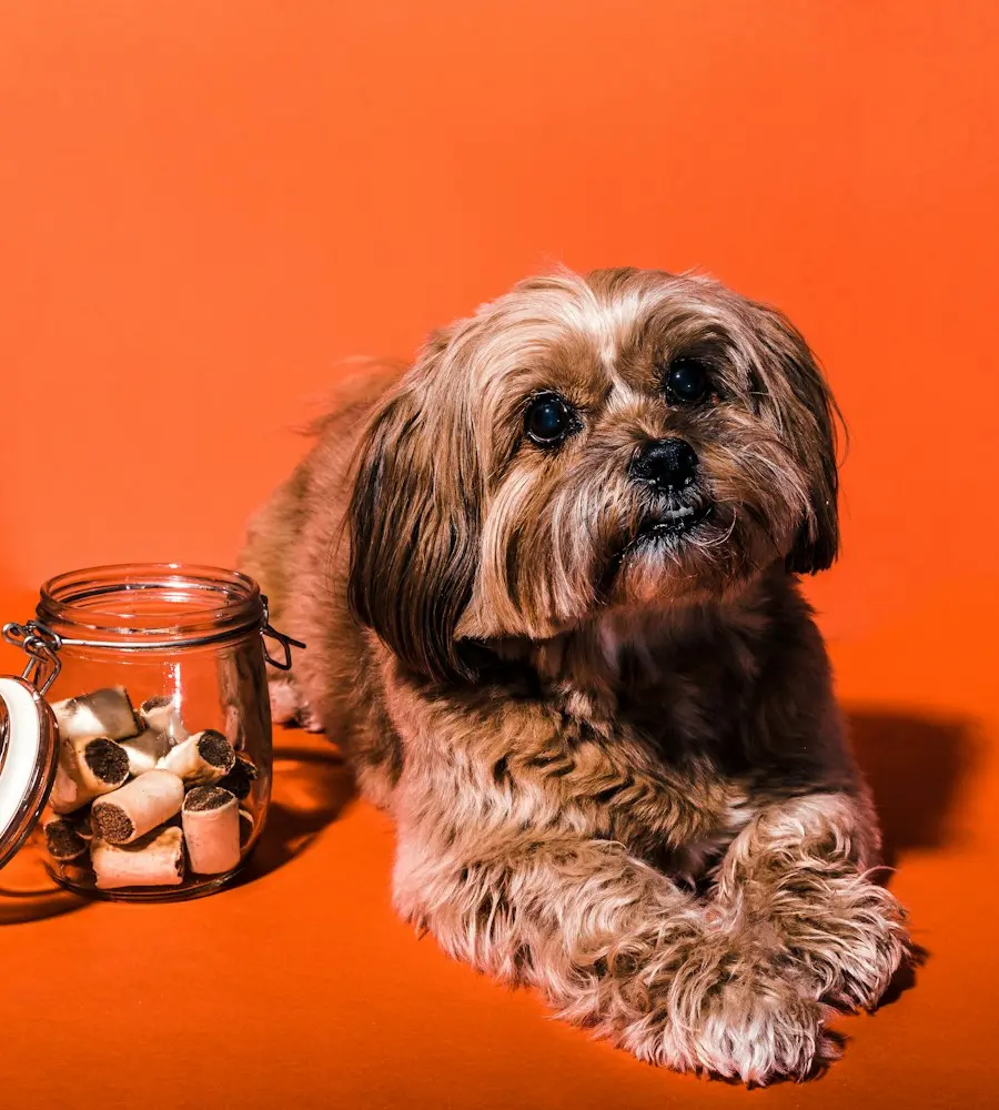 Perrito peludo recostado junto a un frasco de galletitas sobre fondo naranja