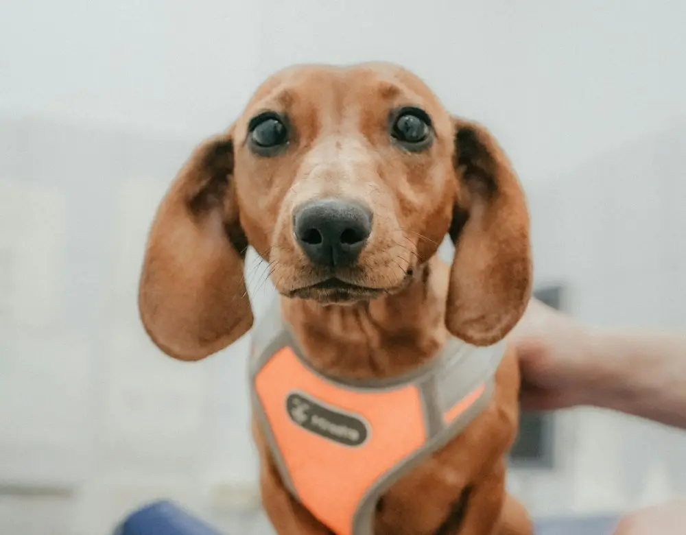 Perro salchicha con arnés naranja mirando a cámara en la consulta