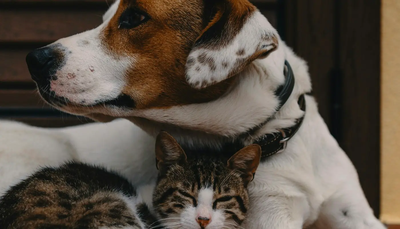 Un perro y un gato descansando juntos, abrazados